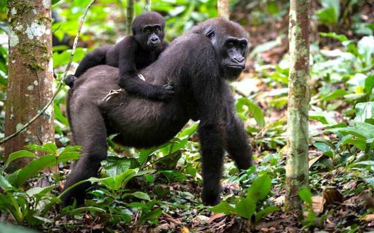 You are currently viewing Best Time to See Gorillas in Uganda and Rwanda
