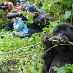 What is gorilla trekking in Rwanda like?