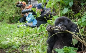 Read more about the article What is gorilla trekking in Rwanda like?