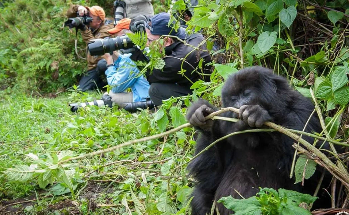 You are currently viewing What is gorilla trekking in Rwanda like?