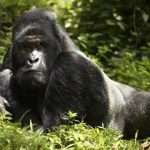 How Many Days Do You Need to See Gorillas in Uganda?