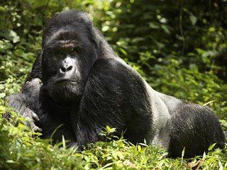 You are currently viewing How Many Days Do You Need to See Gorillas in Uganda?