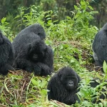 The History of Gorilla Tourism in Africa