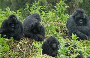Read more about the article The History of Gorilla Tourism in Africa