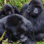 Best national parks in Uganda.
