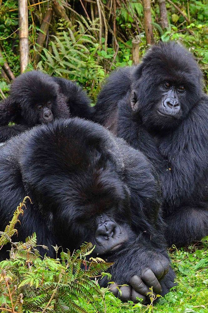 You are currently viewing Best national parks in Uganda.