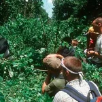 How close can I get to the gorillas?