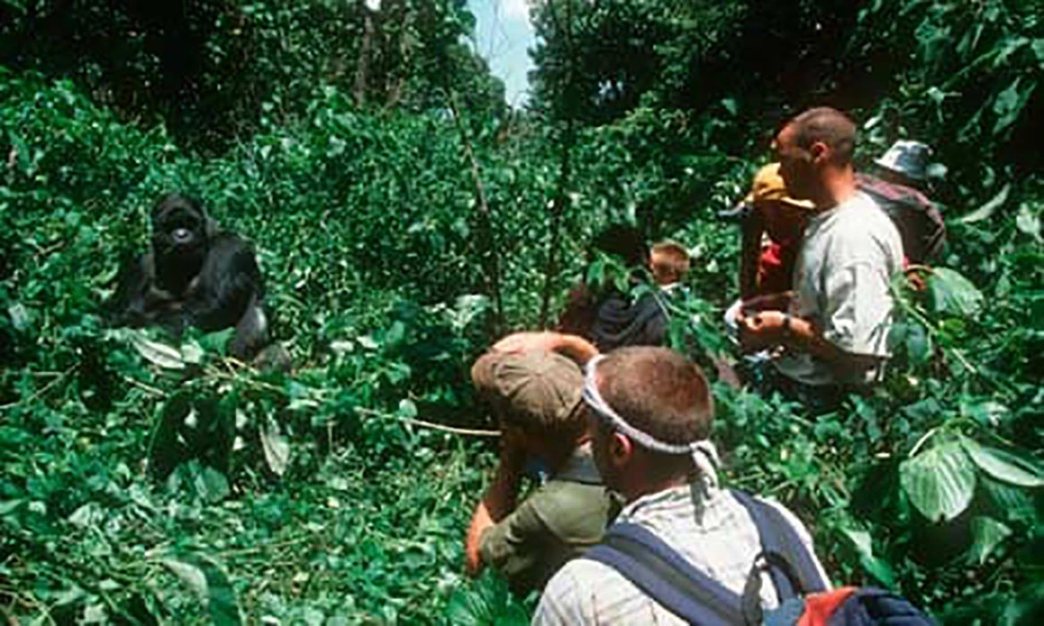 You are currently viewing How close can I get to the gorillas?