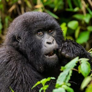 Read more about the article Where to Go for Gorilla Safari in 2026–2027
