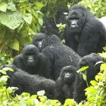 Uganda’s Gorilla families in Bwindi and Mgahinga National Park