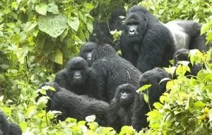 Read more about the article Uganda’s Gorilla families in Bwindi and Mgahinga National Park