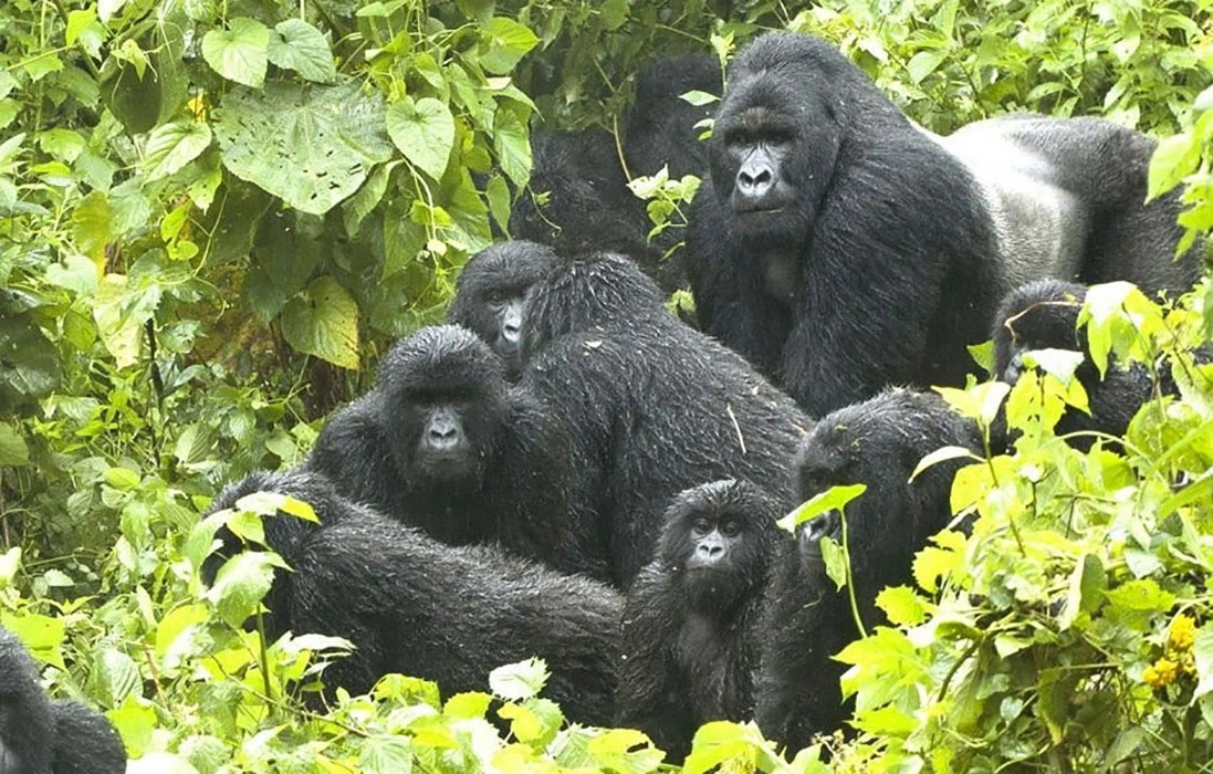 Read more about the article Uganda’s Gorilla families in Bwindi and Mgahinga National Park