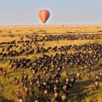 Combining Gorilla and Chimpanzee Trekking in Uganda with a Masai Mara Safari