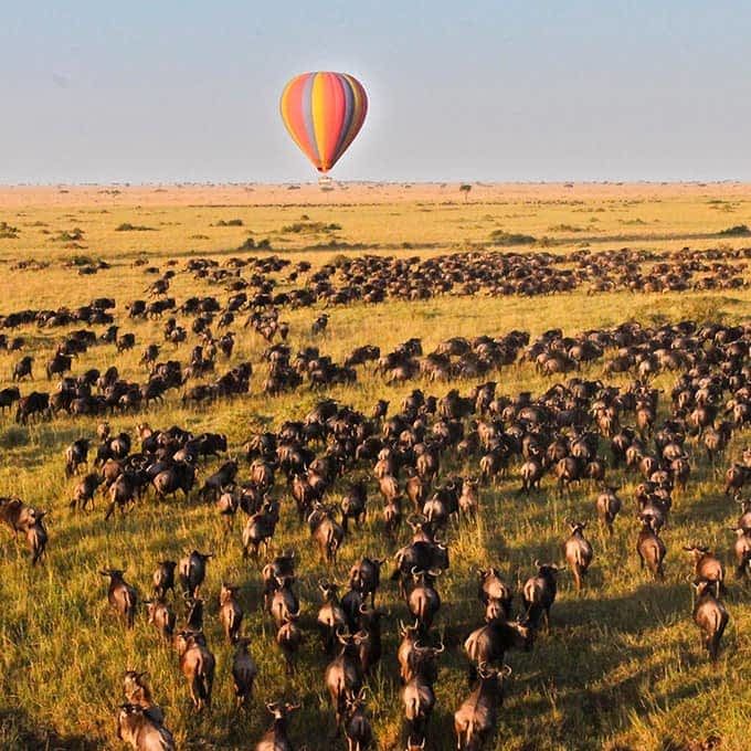 You are currently viewing Combining Gorilla and Chimpanzee Trekking in Uganda with a Masai Mara Safari