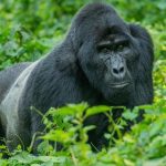 Safari to Uganda 2026.