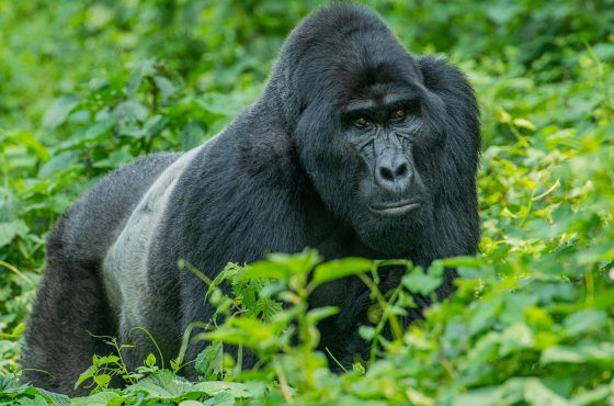 You are currently viewing Safari to Uganda 2026