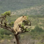 How to experience the best of Rwanda