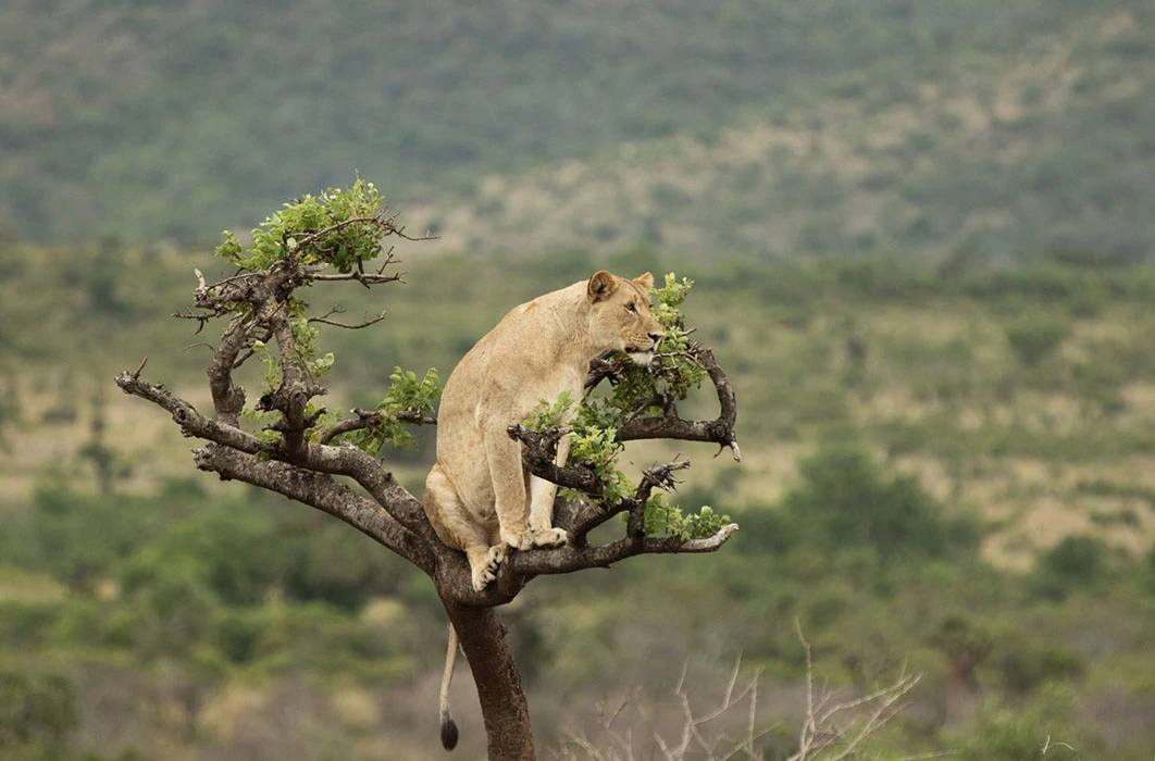 You are currently viewing How to experience the best of Rwanda