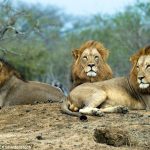where to see big cats on a Rwanda safari.