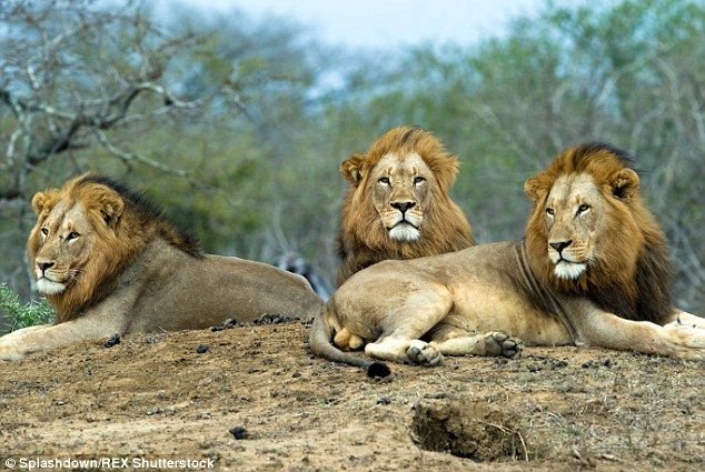 You are currently viewing where to see big cats on a Rwanda safari.