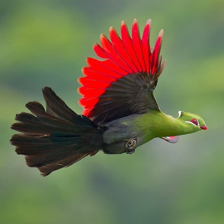 You are currently viewing Birding Photography in Uganda