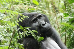 Read more about the article How to Book a Gorilla Tour in Uganda from South Africa