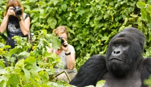 Read more about the article Luxury Gorilla Tour in Rwanda