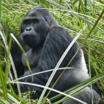 Gorilla Trekking Holidays in Rwanda and Uganda