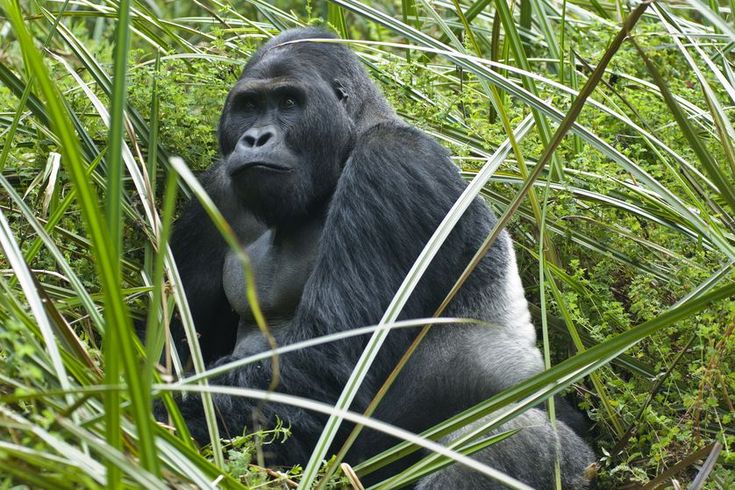You are currently viewing Gorilla Trekking Holidays in Rwanda and Uganda
