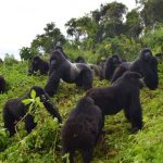 Best Offers for Gorilla and Chimpanzee Trekking in Rwanda