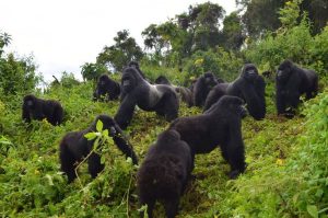 Read more about the article Best Offers for Gorilla and Chimpanzee Trekking in Rwanda