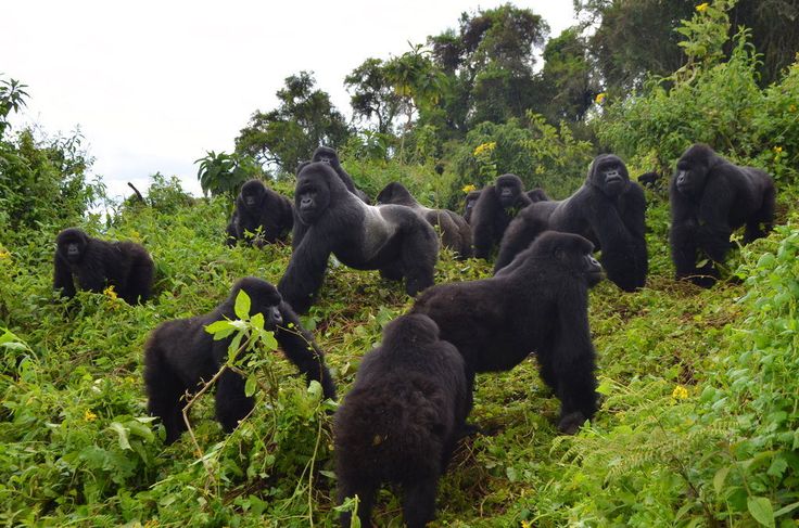 You are currently viewing Best Offers for Gorilla and Chimpanzee Trekking in Rwanda