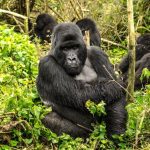Budget gorilla habituation experience in Uganda
