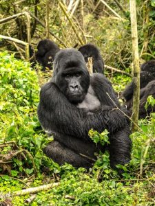 Read more about the article Budget gorilla habituation experience in Uganda