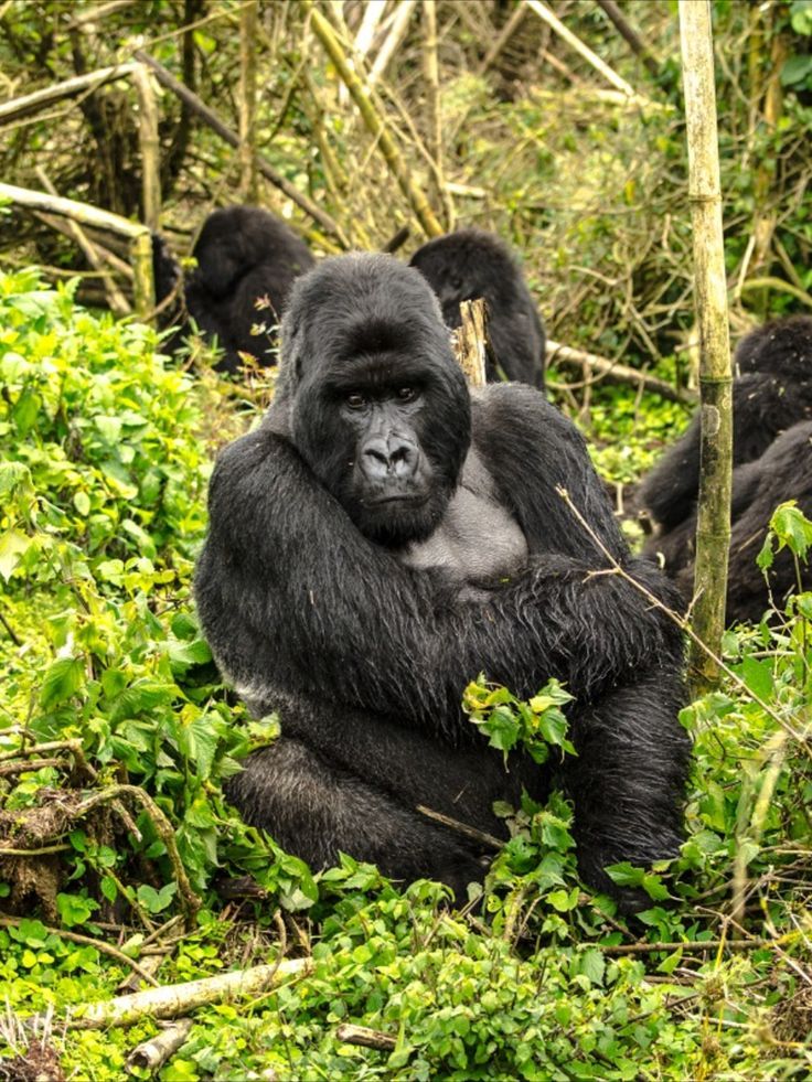 You are currently viewing Budget gorilla habituation experience in Uganda