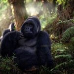 How to Plan a Filming Safari in Uganda