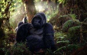 Read more about the article How to Plan a Filming Safari in Uganda