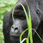Cheapest Way to See Gorillas