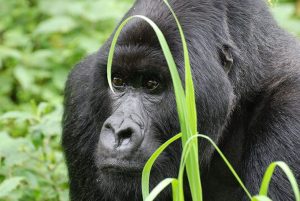 Read more about the article Cheapest Way to See Gorillas
