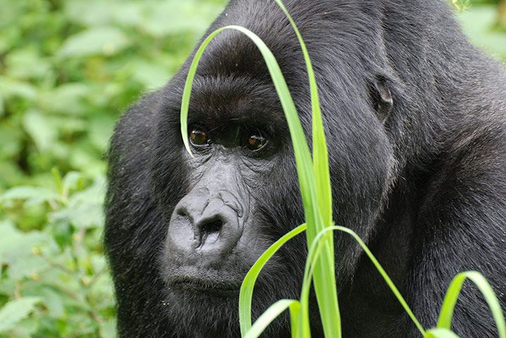 You are currently viewing Cheapest Way to See Gorillas