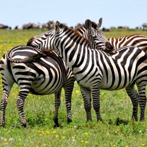Read more about the article Visa-Free Countries to Uganda