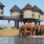Safari to Akagera National Park