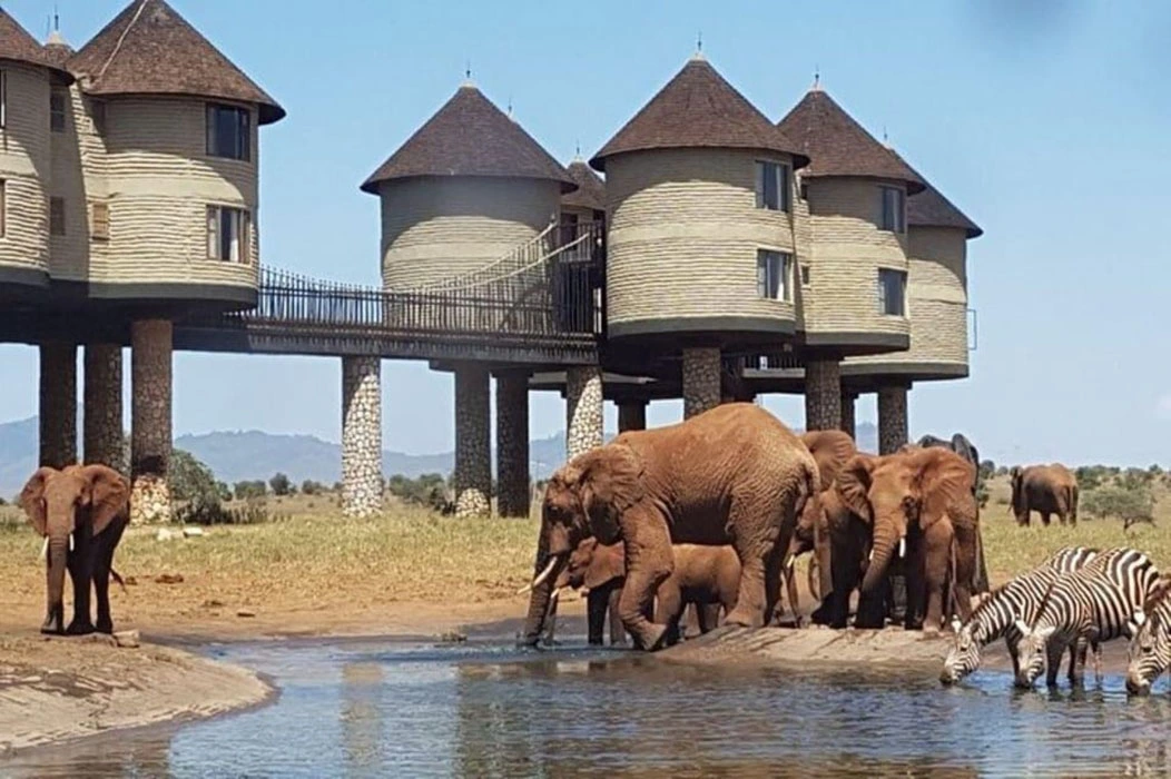 Read more about the article Safari to Akagera National Park