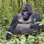 How Safe is Lowland Gorilla Trekking in Kahuzi-Biega National Park?