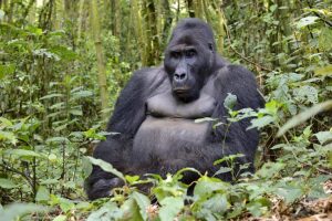 Read more about the article How Safe is Lowland Gorilla Trekking in Kahuzi-Biega National Park?