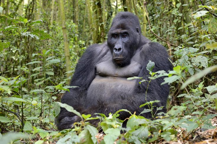 Read more about the article How Safe is Lowland Gorilla Trekking in Kahuzi-Biega National Park?