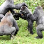 what to expect on the day of gorilla trekking