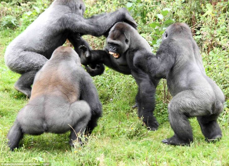 You are currently viewing what to expect on the day of gorilla trekking