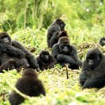 Why Is a Gorilla Permit Expensive? 