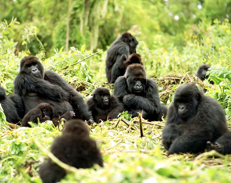 You are currently viewing Why Is a Gorilla Permit Expensive? 